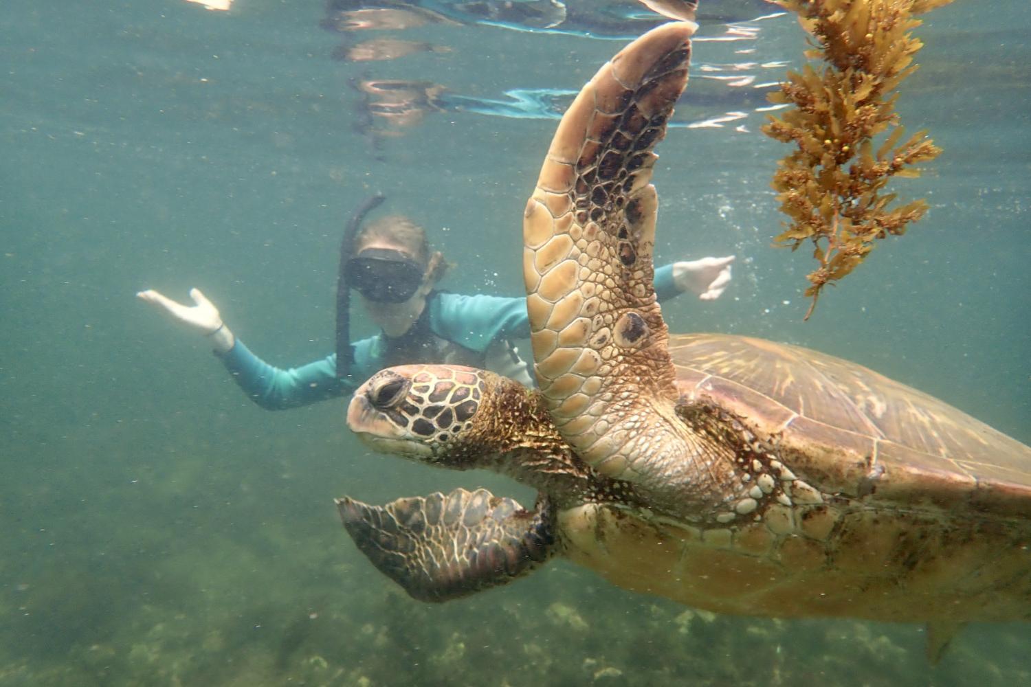 一名<a href='http://careertraining.slbprod.net'>博彩网址大全</a>学生在Galápagos群岛游学途中与一只巨龟游泳.